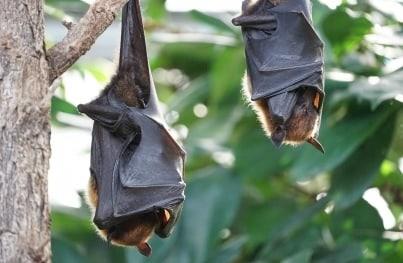 Murciélagos no están vinculados con coronavirus