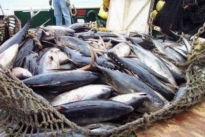 Produjo México tres mil 268 toneladas de atún aleta azul