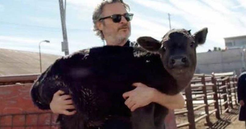 Salva Joaquin Phoenix a una vaca y su cría del matadero
