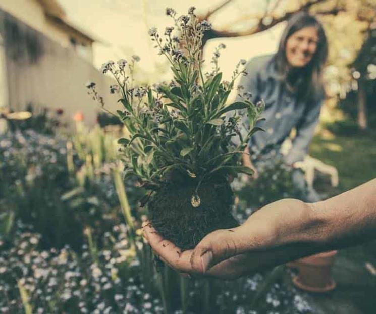 Pasar tiempo en jardín podría mejorar salud física y mental
