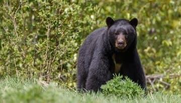 Atiende PROFEPA avistamientos de osos en Nuevo León