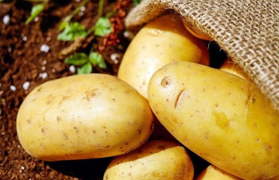 Patatas podrían ser buenas para los músculos