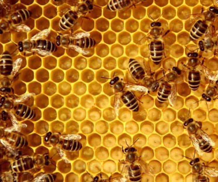 Matan abejas a trabajador