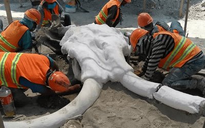 Encuentran 70 mamuts en base de Santa Lucía