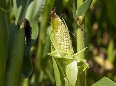 Desarrollan semillas de maíz con mejores rendimientos