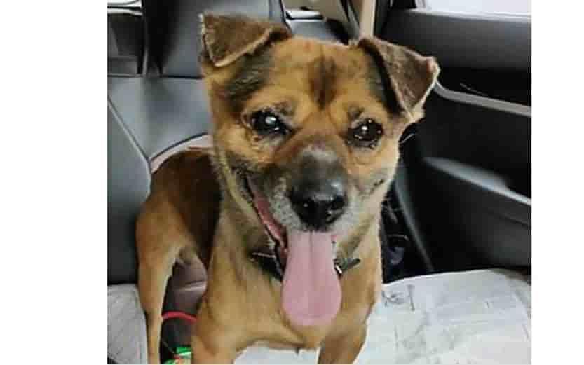 Perro espera más de tres meses en hospital a dueño fallecido
