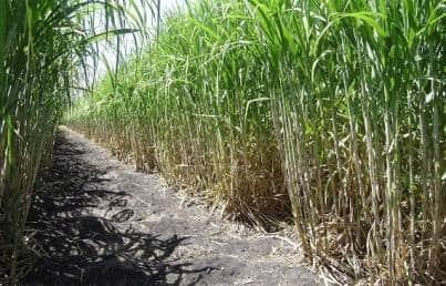 Tecnología sustentable para producción de caña de azúcar