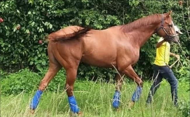 Roban y se comen famoso caballo de carreras en Venezuela