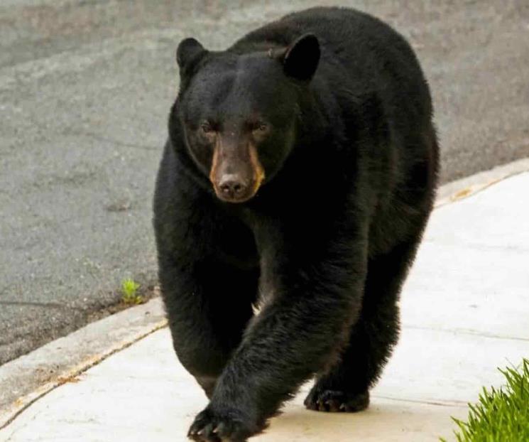El oso negro, un centinela de enfermedades en el humano