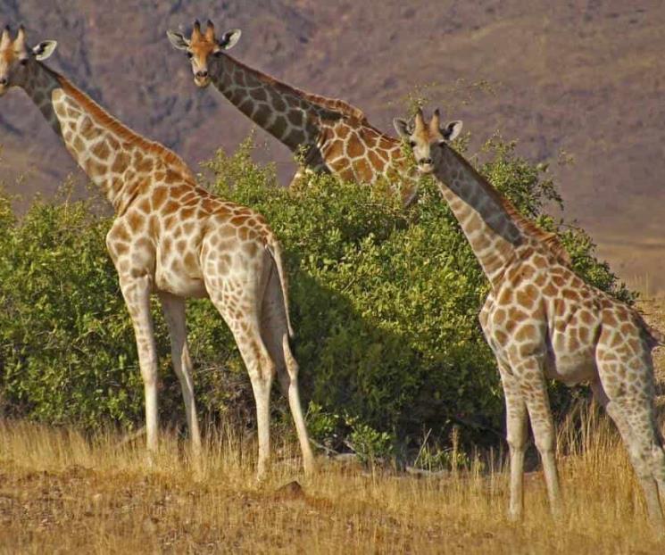 Datos curiosos que debes saber de las jirafas en su día