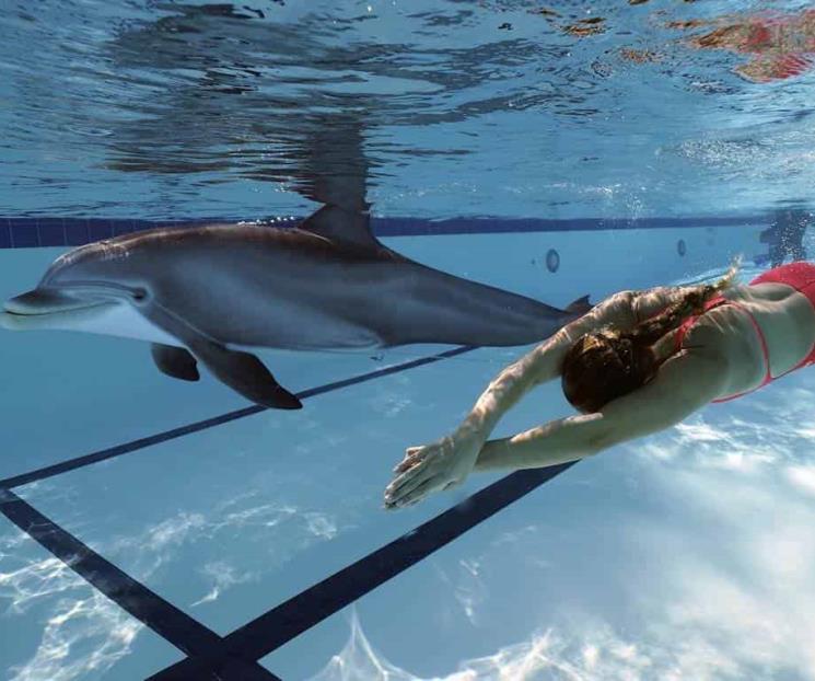 Crean delfín robot para sustituir los que estan en acuarios