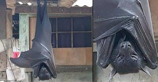 Asombra murciélago gigante en Filipinas