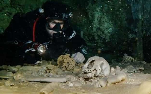 Pandemia detuvo la búsqueda de esqueletos prehistóricos