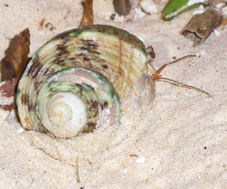 Veneno de caracol, posible remedio contra Alzheimer