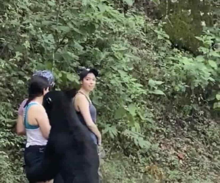 Sorprende oso a paseantes en el Parque Chipinque