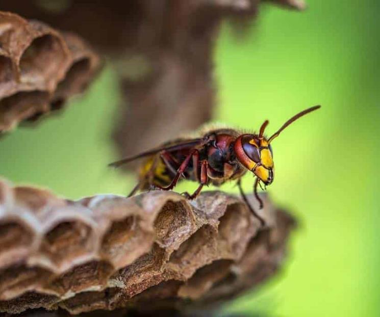 ¿Avispón asiático o abeja? Las diferencias entre especies