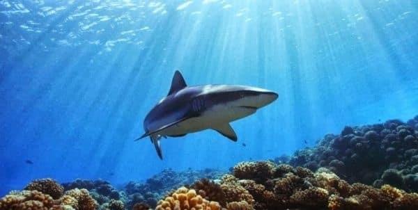 Revelan declive de población de tiburones de arrecife