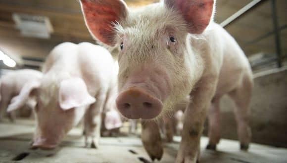 Nueva gripe porcina pone en alerta a Brasil