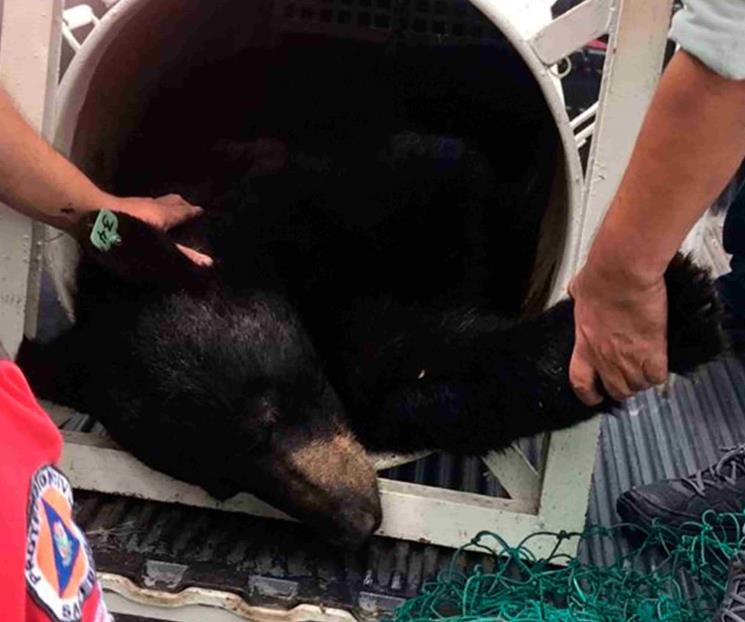 Aseguran ejemplar de oso negro en San Pedro