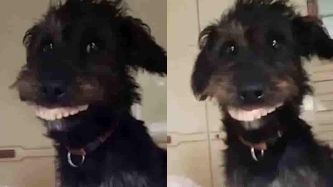 Perro roba dentadura postiza de su dueña y se vuelve viral