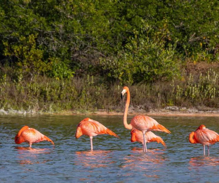 Descubre la playa de Sisal y sus bellos manglares en Yucatán