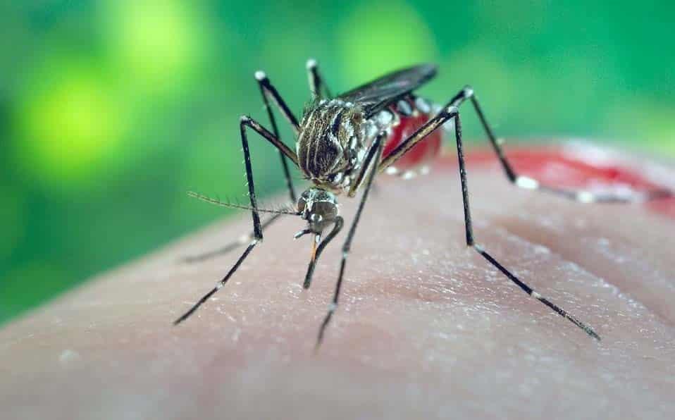 Suma NL 35 casos de dengue