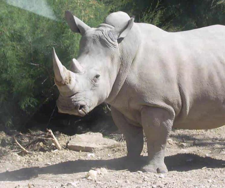 Recolectan óvulos de casi extinto rinoceronte blanco