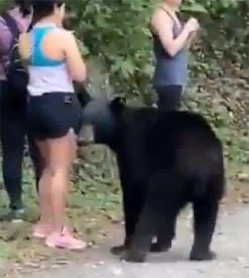 Exhorta VF a las autoridades a proteger a osos negros