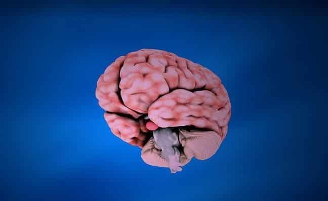 Cerebro tiene una función integrada y no separada: estudio