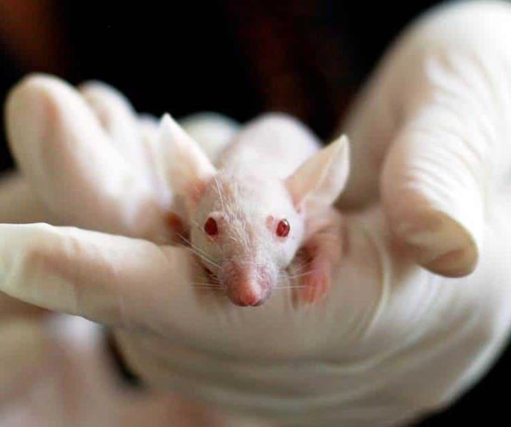 Infectan ratones con coronavirus para estudiar al SARS-CoV-2