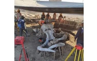 Suman 200 esqueletos de mamut descubiertos en Santa Lucía