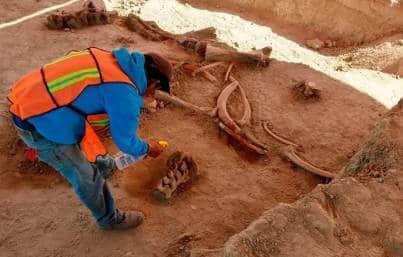 Prevén hallar 25 mil huesos de mamut en Santa Lucía