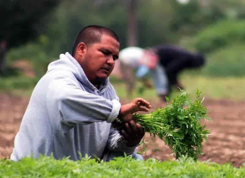 CNA advierte que defenderá acceso de agroalimentos mexicanos