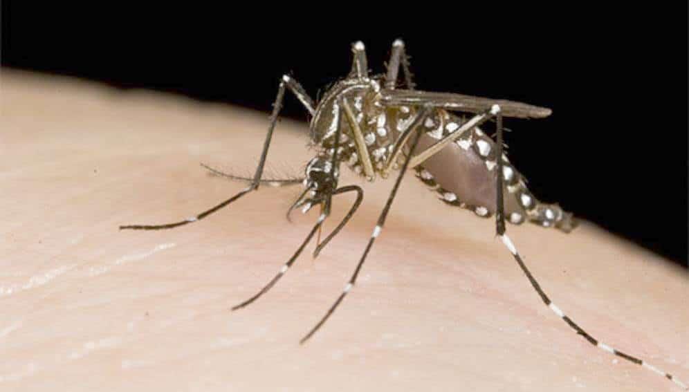 Ya son 102 casos de dengue y 1 de chikungunya
