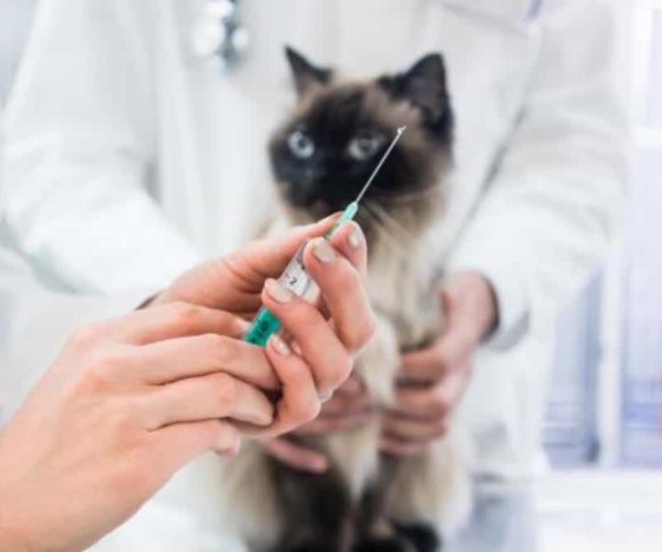 Inician ensayo de vacuna contra Covid-19 para gatos