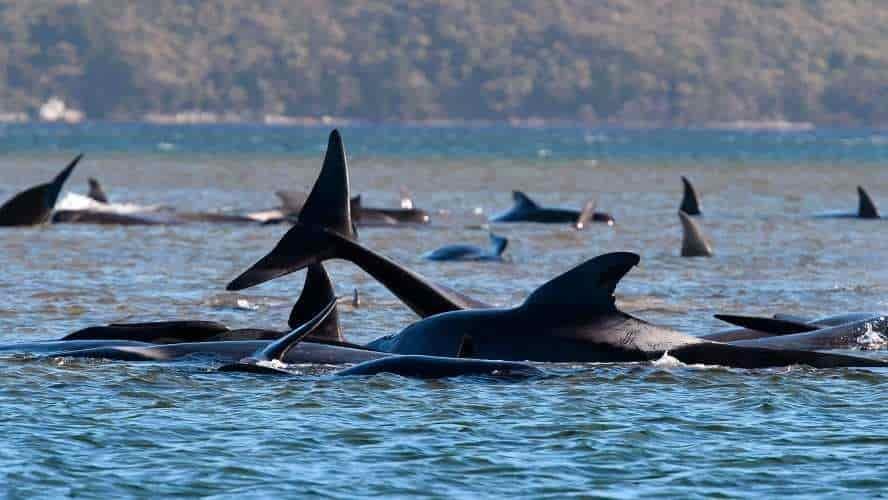 Casi 500 ballenas han encallado en Tasmania