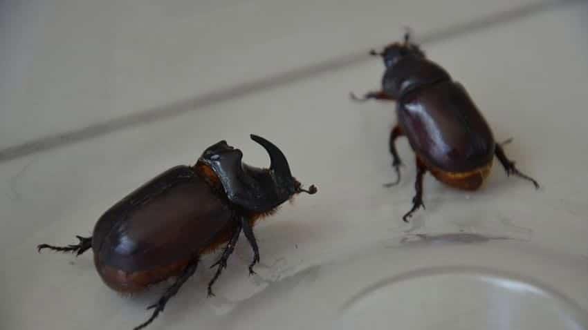 Estudian armadura del escarabajo para fabricar aviones