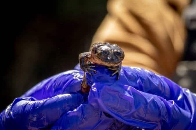 Logran prometedora cría de rana en peligro de extinción