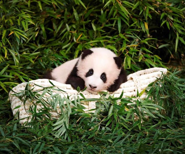 Presentan a Fu Bao, el primer panda nacido en Corea del Sur