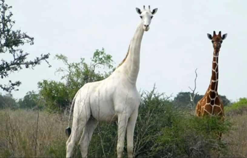 Dotan a jirafa blanca con GPS para protegerla de furtivos