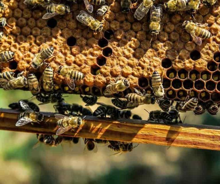 Piquetes de abejas para mejorar la salud durante la pandemia