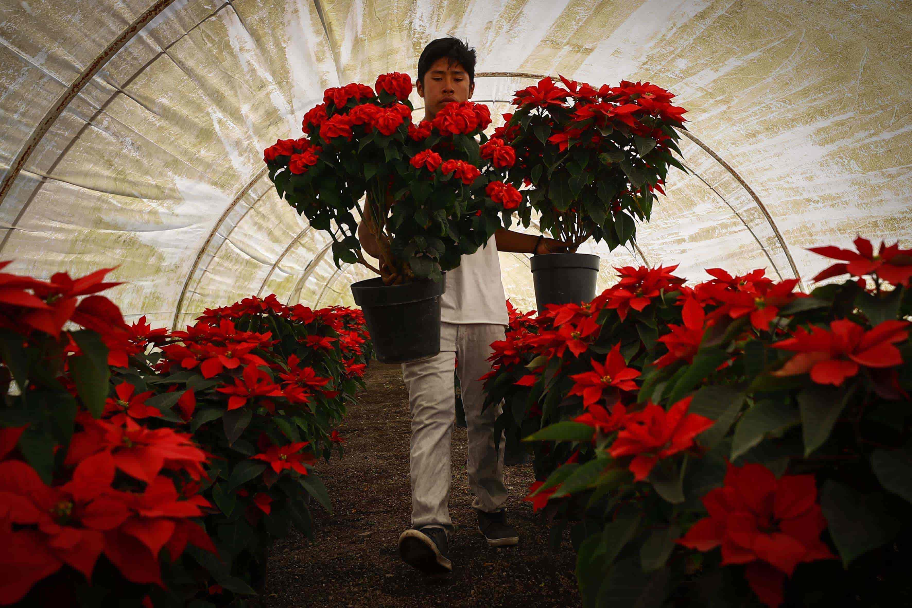 Nochebuena: Poblanos mantienen su precio