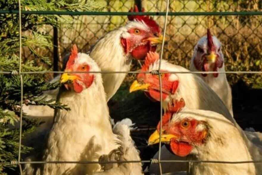 Sacrificarán pollos en Japón tras detectarse gripa aviar