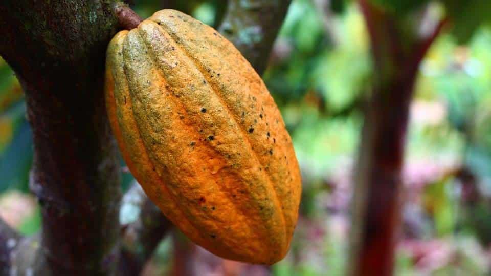 Diez beneficios del cacao para tu salud