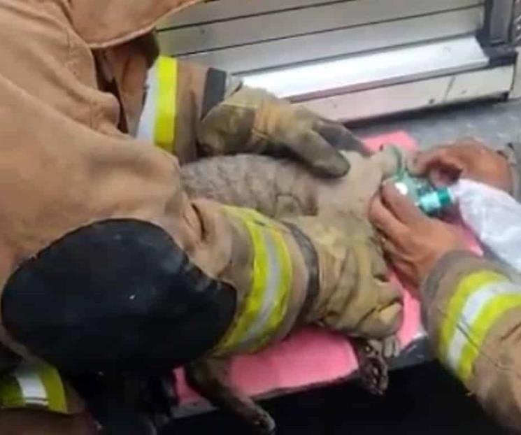Rescatan a gato de incendio en Cumbres