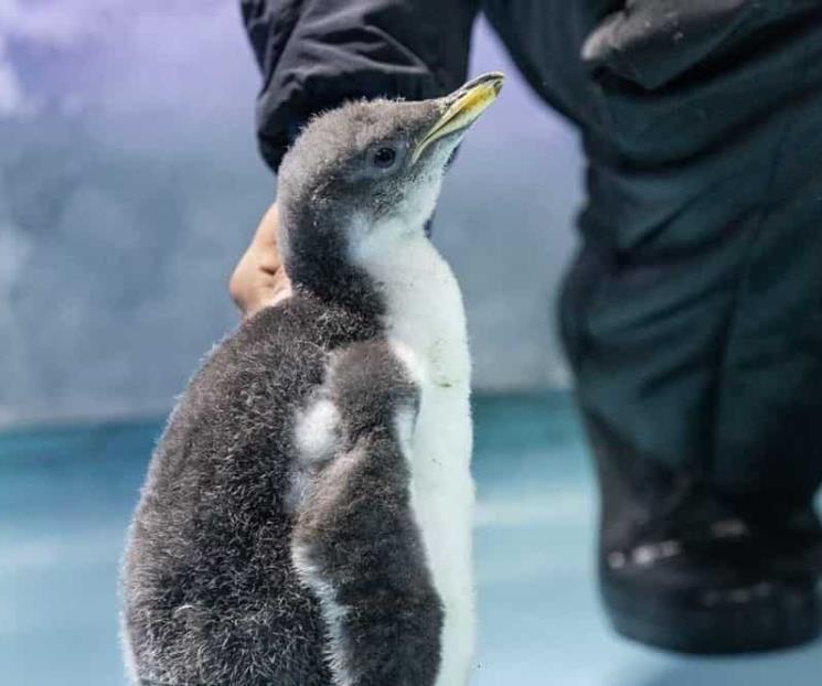 Álex, el primer  pingüino gentoo nacido en México