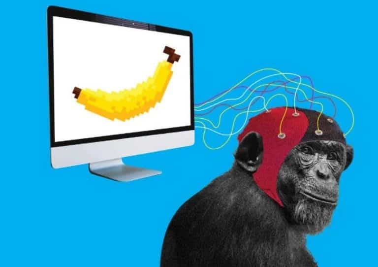 El mono de Neuralink «es feliz y juega a videojuegos»