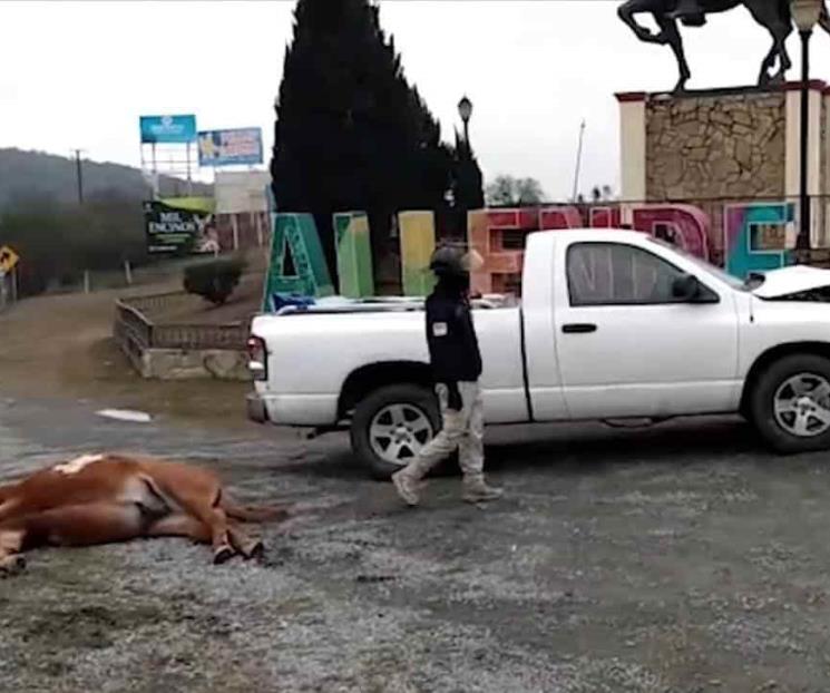 Muere caballo atropellado en la Carretera Nacional