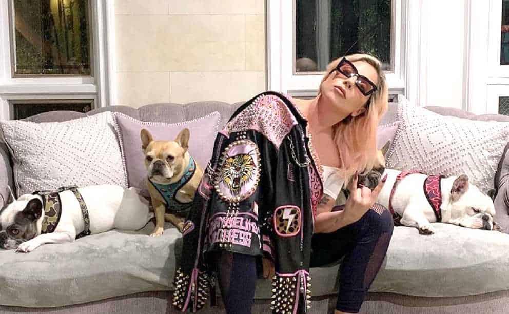 Ofrece Lady Gaga recompensa por sus perros