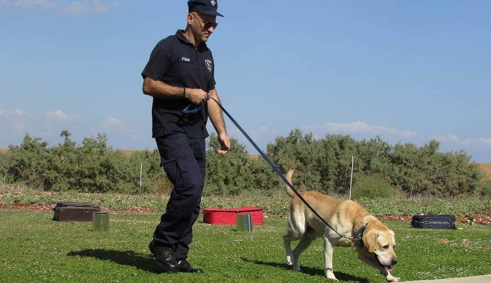 Polonia utilizará perros para identificar pacientes Covid